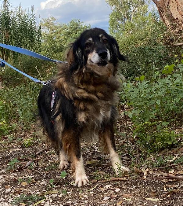 SALLY dolce cagnolina taglia media cerca adozione a Latina Foto 3